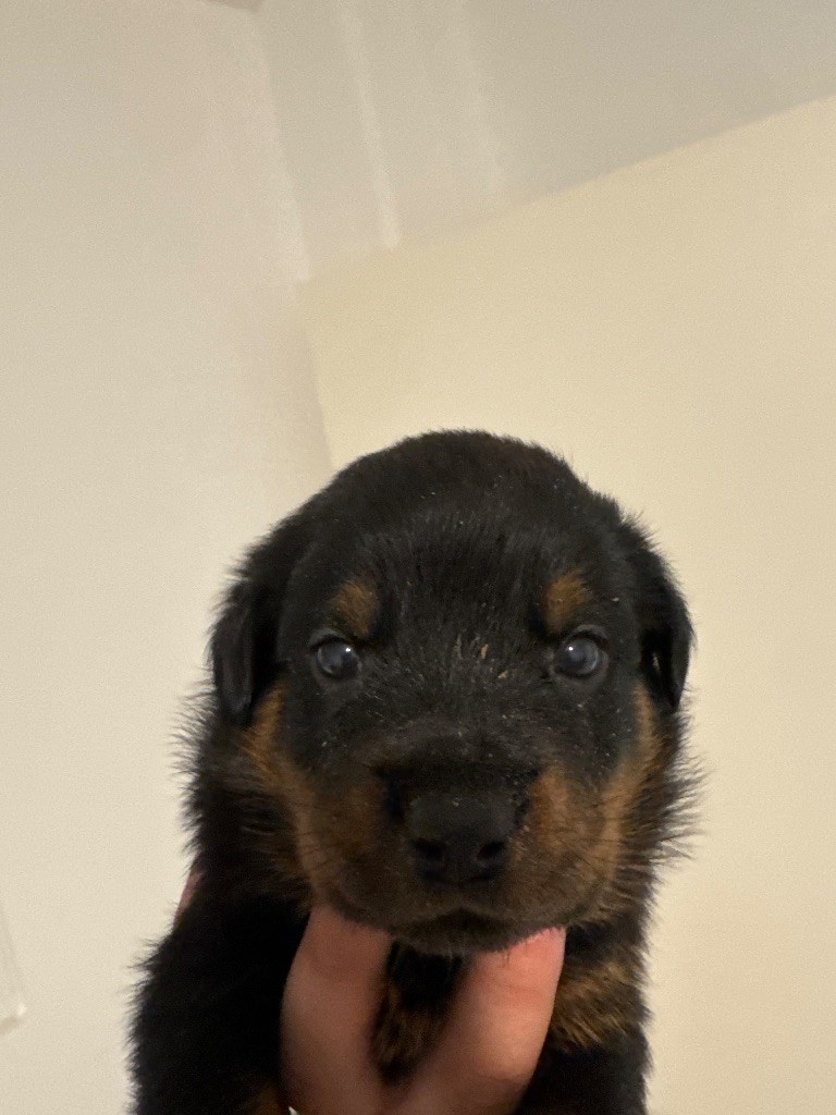 Des Titans De Leana - Chiots disponibles - Rottweiler