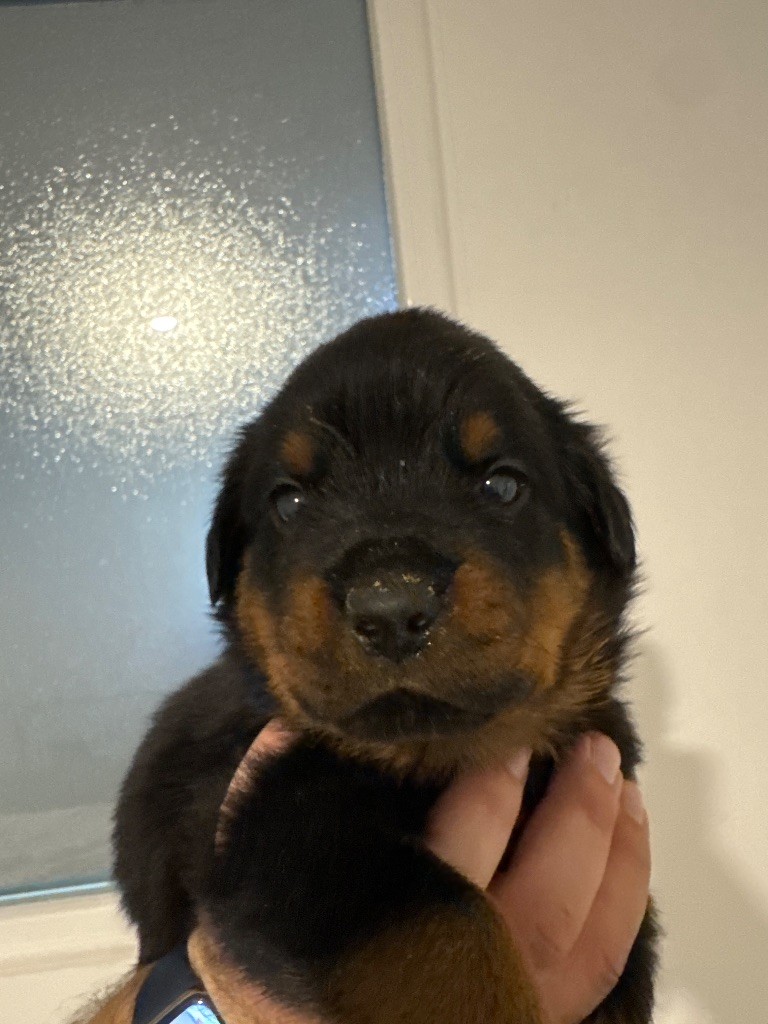 Des Titans De Leana - Chiots disponibles - Rottweiler