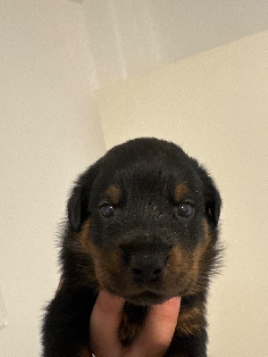 CHIOT