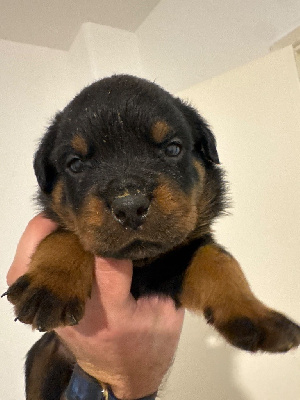 CHIOT
