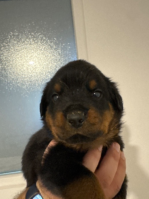 CHIOT