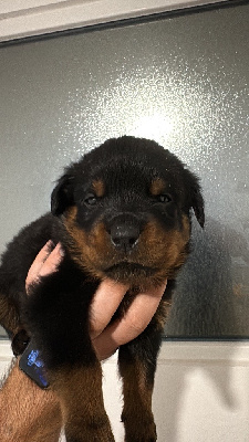 CHIOT