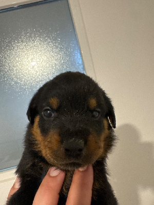 CHIOT