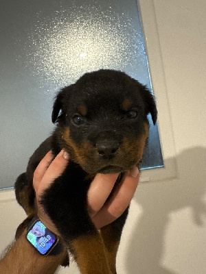 CHIOT