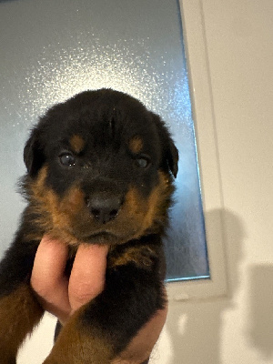 CHIOT