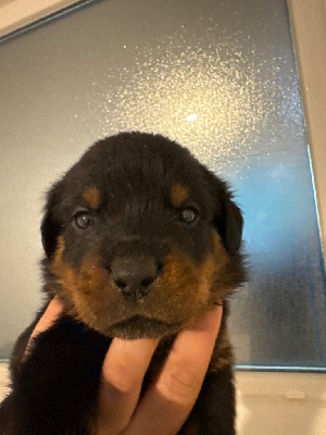 CHIOT