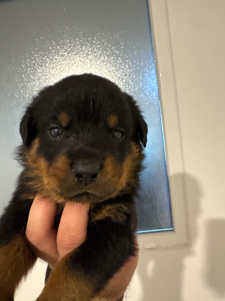 Des Titans De Leana - Chiots disponibles - Rottweiler