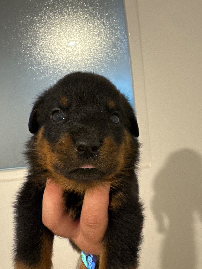 Des Titans De Leana - Chiots disponibles - Rottweiler