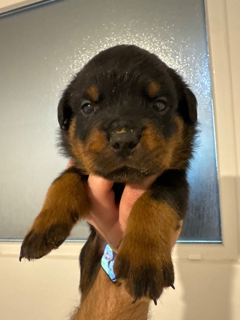Des Titans De Leana - Chiots disponibles - Rottweiler